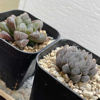 ハートカズラ,ハオルチア,ハオルチア,多肉植物,観葉植物の画像