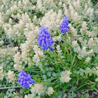 バラ,ムスカリ,ヘリクリサム,白いちご,鉢植えの画像