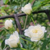 ビデンス,モッコウバラ,ユリオプスデージー,病院のアンスリウム,花のある暮らしの画像
