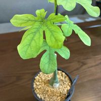 パキポディウム・グラキリス,アデニア・グラウカ,カインズ,価格破壊❗,アデニア属の画像