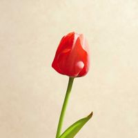 チューリップ,チューリップ,チューリップ,水耕栽培,水栽培の画像