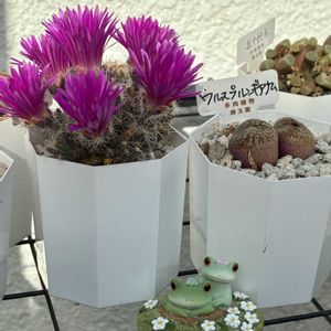 毎日6日はカエル仲間の 日,棚の画像