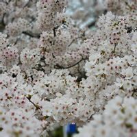 グラジオラス,ビワ,パンジ－,エリシマム スプリングパーティー,桜 さくらの画像