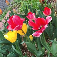 チューリップ,ビワ,ライラック,桜,チュウリップの画像