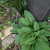 コンフリーの画像