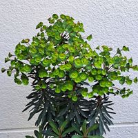 ユーフォルビアブラックバード,ｸﾘｽﾏｽﾛｰｽﾞ,ﾋﾞｵﾗ,ﾕｰﾌｫﾙﾋﾞｱﾌﾞﾗｯｸﾊﾞｰﾄﾞ,自分らしくねの画像