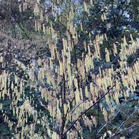 しだれ桜,ワサビ,キブシ,斑入りワサビ,斑入りワサビの画像