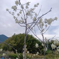アオダモの画像