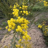 レタス,ネギ坊主,三角葉アカシア,薔薇（ラブ）,空を見上げての画像