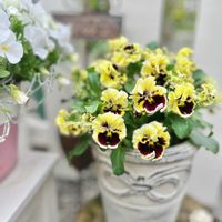 ワイヤープランツ,パンジー,フリル咲きパンジー,彩翠華,彩翠華 くるりの画像