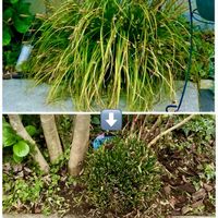 カレックス,カレックス,花のある暮らし,切り戻し,刈り込みの画像