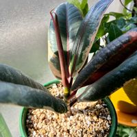 ゴムの木,フィカス,観葉植物,インテリアグリーン,観葉植物のある暮らしの画像