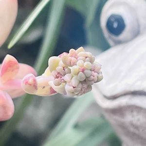 秋麗,花芽,癒し,感謝,多肉花芽の画像