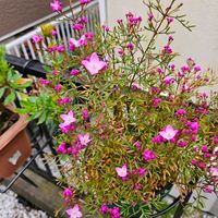 サクランボ,ボロニア,ボロニア・ピナータ,鉢植え,明るい日陰の画像