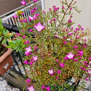 サクランボ,ボロニア,ボロニア・ピナータ,鉢植え,明るい日陰の画像