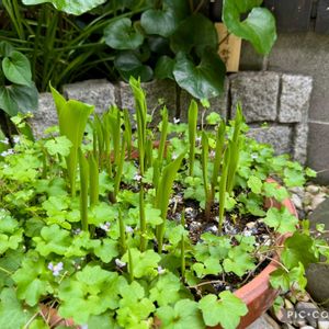 スズラン,ツタバウンラン,鈴蘭,鈴蘭,ドイツスズランの画像