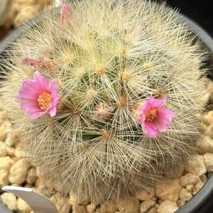 サボテン,マミラリア ラウイ ノビロ,多肉植物,鉢植え,多肉大好きの画像