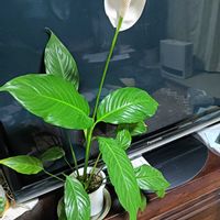 スパティフィラムの画像