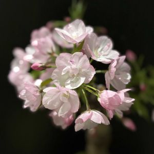 サクラ,一才桜 旭山,苔玉,可愛い,癒されるの画像