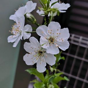 サクランボ,開花,初めて,うれしい！,庭パトの画像