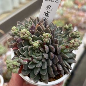 多肉植物,多肉大好き,多肉中毒,多肉のある暮らし,多肉女子の画像