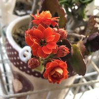 カランコエ,八重咲きカランコエ,水耕栽培,室内管理,ベランダの画像