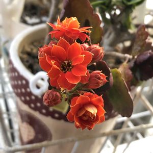 カランコエ,八重咲きカランコエ,水耕栽培,室内管理,ベランダの画像