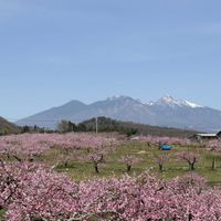 モモ,モモ,桃源郷,桃の花,富士山の画像
