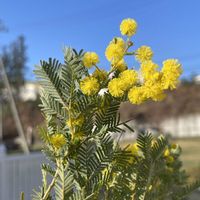 高麗芝,ミモザ,ミモザ,マドカズラ,４月の芝生の画像