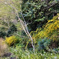 シャガ,ドウダンツツジ,ヤマブキ,春爛漫！,春ですね♪の画像