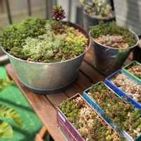 乙女心,モリムラマンネングサ,ゴールデンカーペット,オノマンネングサ,セダム（まんねんぐさ）の画像