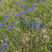 アメリカンブルーの画像