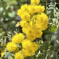 ミモザ,ミモザ スペクタビリス,癒し,花のある暮らし,植物のある暮らしの画像