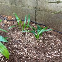 シュロチク,シュロチクの画像