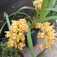 シンビジウムの画像