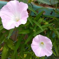 ヒルガオの画像