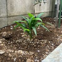 カンノンチク,カンノンチクの画像