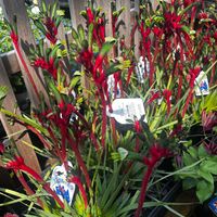 カンガルーポー,植中毒,お出掛け先の画像