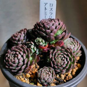 玉扇,ロスラリス,ロスラリス,ユーフォルビア　オベサ　梵天錦,子株の画像