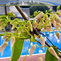 ムベ,ソメイヨシノ,つる性植物,感謝,いつもありがとう♡の画像