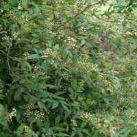 オオデマリ,クワ,コデマリ,チャイニーズ・ホーリー,ヒメシャリンバイ(姫車輪梅)の画像