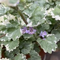 イベリス,スミレ,スキミア,斑入りグレコマ,ポピー　アメージンググレイの画像