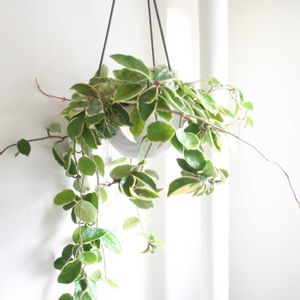 ホヤ・カルノーサ,観葉植物,ホヤ,グリーンインテリア,成長記録の画像