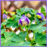 風鈴おだまき,ミヤマオダマキ,木の芽,繋がりに感謝✨,輝かしい未来の画像