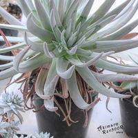 ダドレア,タニラー,ダドレア属,その他部屋の画像