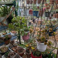 カランコエ,シンビジウム,ハオルチア,多肉植物いろいろ,フィロデンドロン オキシカルジウムの画像