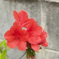 花のある暮らし,沖縄,挿し木から成長,おうち園芸,真っ赤な火曜日の画像