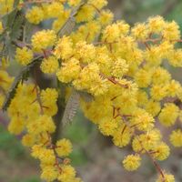 ミモザ,GSに感謝。,お花のある暮らし,元気に育ててますよ,チーム新潟の画像