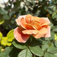 バラ,レウィシア,ワックスフラワー,ホヤ(サクララン),オダマキ・ピンクペチコートの画像