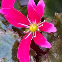 ダイモンジソウ,爪紅台湾梅花カラマツ,小さい庭,平和を願う,山野草大好きの画像